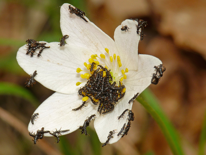 Di cosa si tratta ?  Larve di Meloidae, Meloe sp.